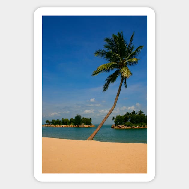 Tropical Palm on the Beach Sticker by jwwallace